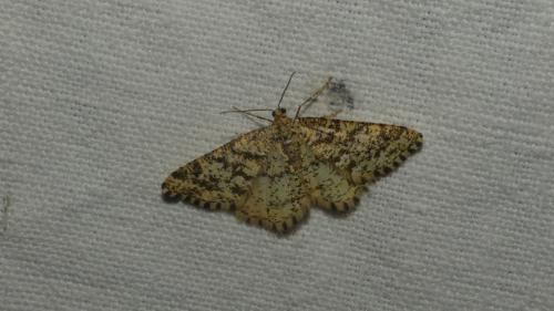 Heliomata glarearia